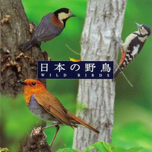 ＜COLEZO!＞ 自然音 日本の野鳥 (シゼンオンニホンノヤチヨウ)