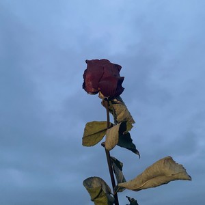 my dear rose