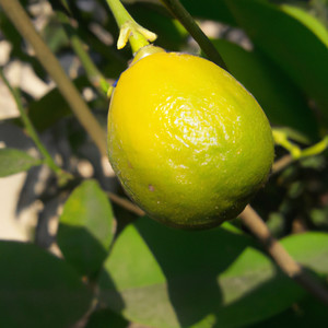 Xin lỗi, Anh Quên Mất