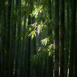桂系竹子水调 (DJ Remix)