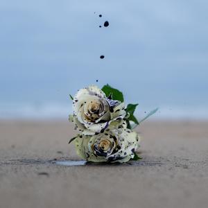 ROSES WILT