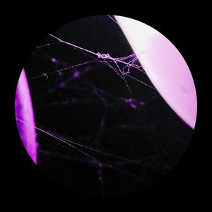 x si no sabias (feat. Benek)