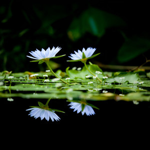 洛诗琴 - 一滴泪的时间 (Extended Version)