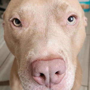 *** (feat. Ky Kiske, MIKE, Wocky Wock, Lil Tizzy, waterwrist, Jarennotjaren & Lemonade) (Explicit)