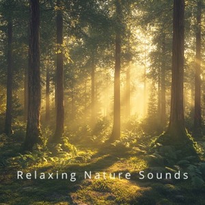 Rainforest Calm: Deep Sleep Tones