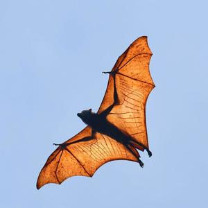 Flying Foxes