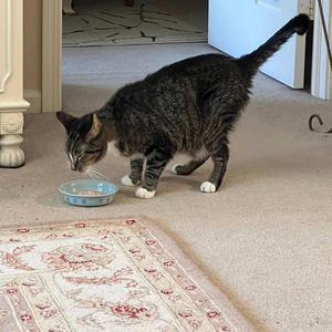 R.I.P. Ollie (Explicit)