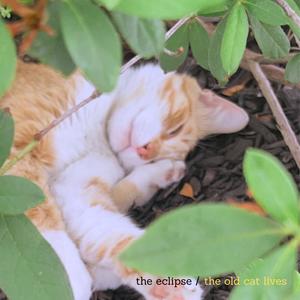 The Old Cat Lives