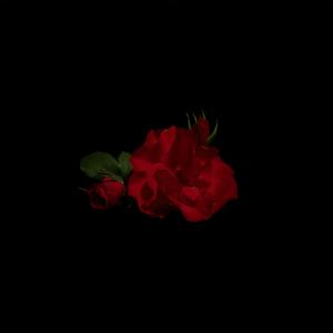 Dark Swan (feat. Red Luna)