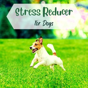 Love for the Animals