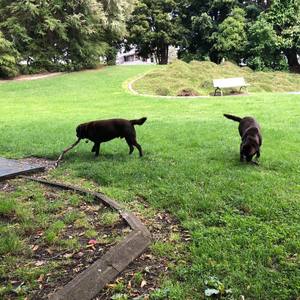 郭老三 - 流浪狗