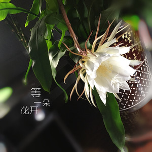等一朵花开