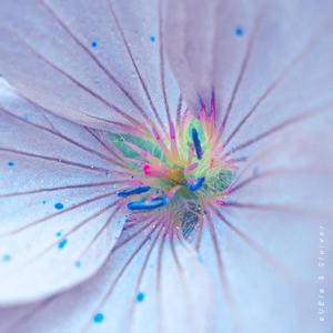 向阳而生的花朵 Flowers Grow Towards The Sun