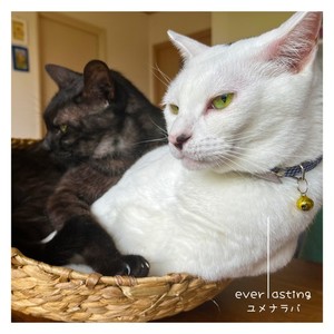 everlasting ユメナラバ (feat. 知声 & 機流音)