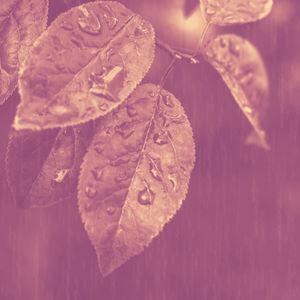 抚慰的学习回忆