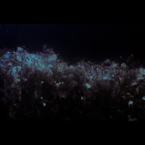 Your Suffering Is My Nourishment