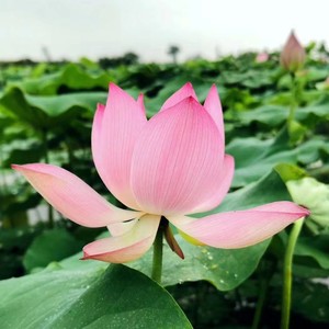 01 莲花之梦-进行曲 (Remix)