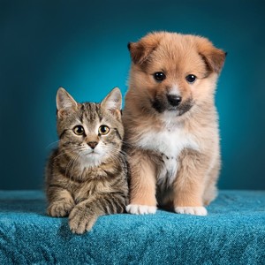 Lofi Para La Satisfacción Y La Calma