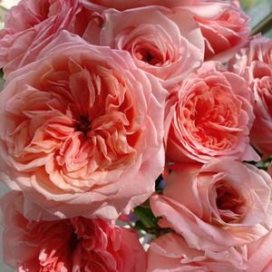 匆匆那年 (Inst.)