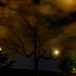 Fallen Angel (feat. Mark V, Forest, Koobs & Adam) (Explicit)