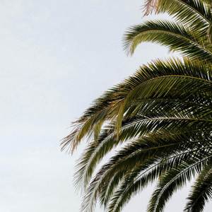 Palm Tree (Explicit)