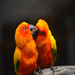 Pelusito
