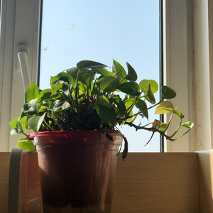 枯萎烂花园emo rap beat (伴奏)