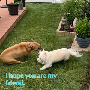 I Hope You Are My Friend