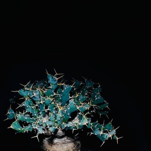 NRTYA (feat. OONOO & botanik)