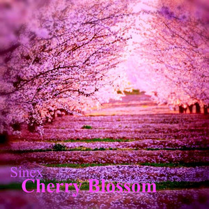 Cherry Blossom