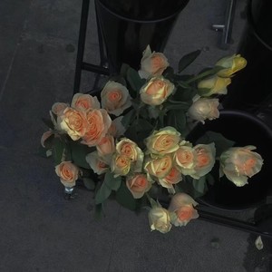 我知道那不是为我绽放的玫瑰