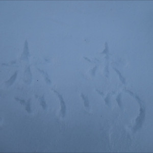 秋去冬来月如风