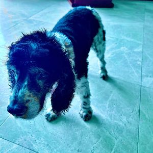 Marry My Stalker (Explicit)