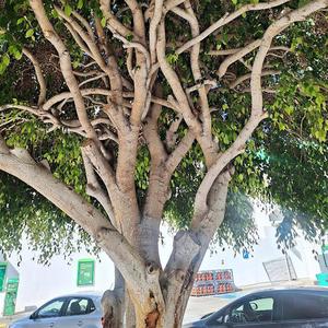 Gammal kärleks vals