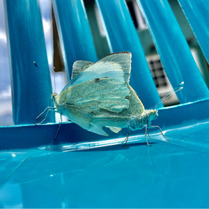 Room 1606 (Explicit)