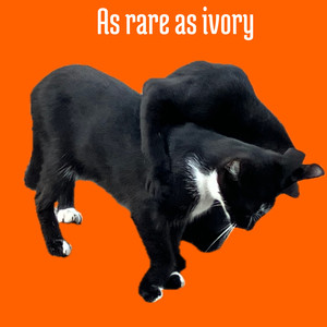 As rare as ivory (Demo)