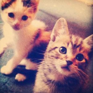 fried (feat. sl4yyer!) (Explicit)