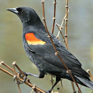 Red-Winged Blackbird