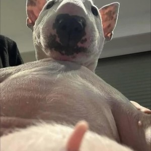 bi baporu (Explicit)