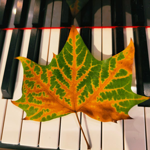 你最美丽你最神气