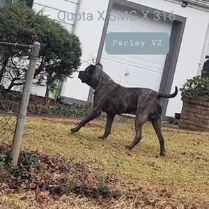 Parlay V2(feat. Quota & 316) (Explicit)