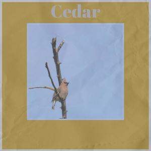 Cedar