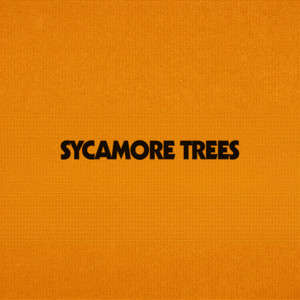 Sycamore Trees