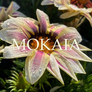 Mokaia