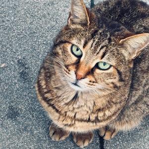 msg @ the tone (Explicit)