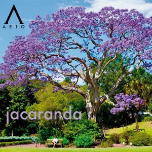 jacaranda