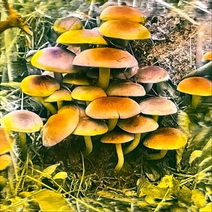 cacophonous cavalcade of coldcuts