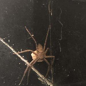 Lỏve (Speed Up) (Explicit)