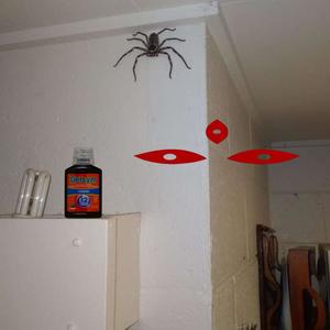 Spider on ha (Explicit)