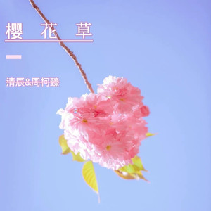 樱花草